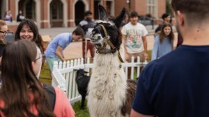 Jcu Llama